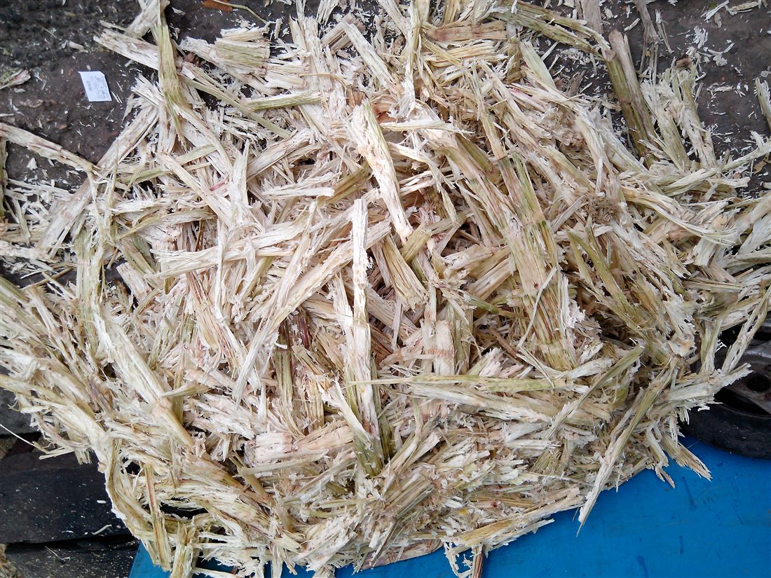 Bã mía sau khi ép lấy nước đường
